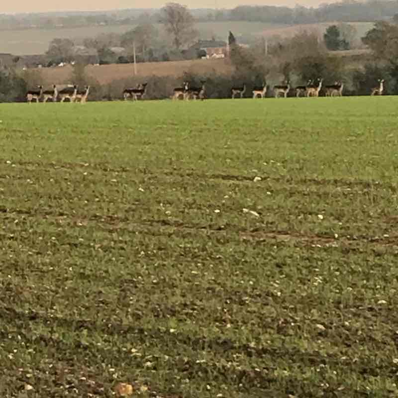 Shalford walking route map in Shalford