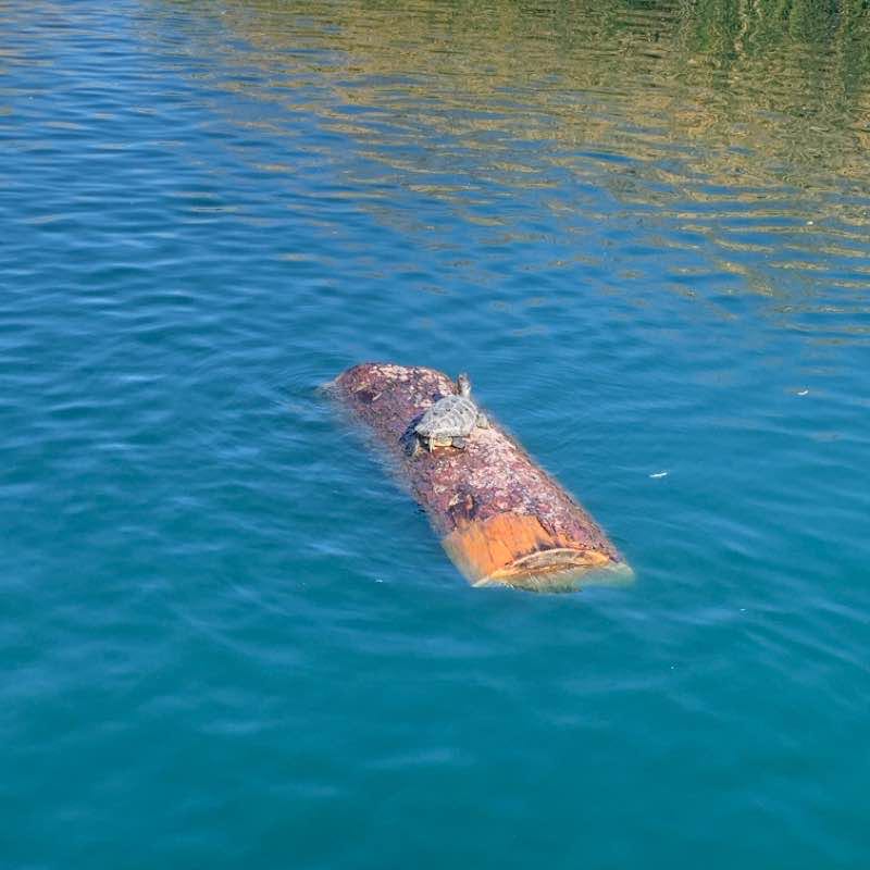 Gilbert Ripirian Trail