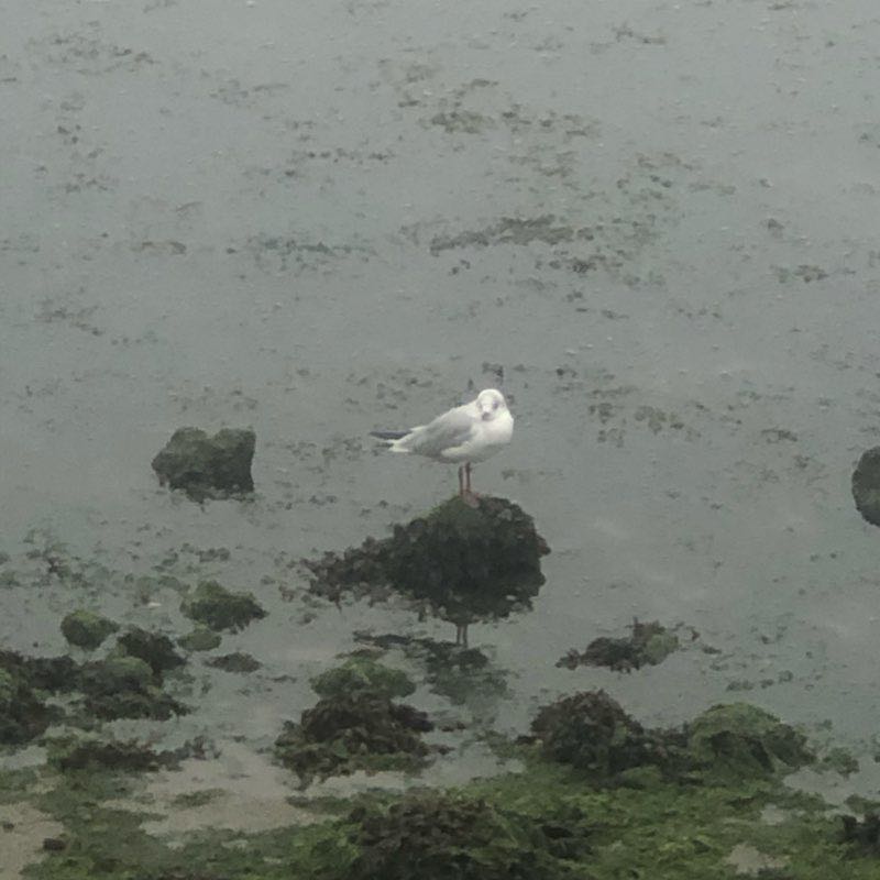 Seixal - Blackberry walking route map in Seixal