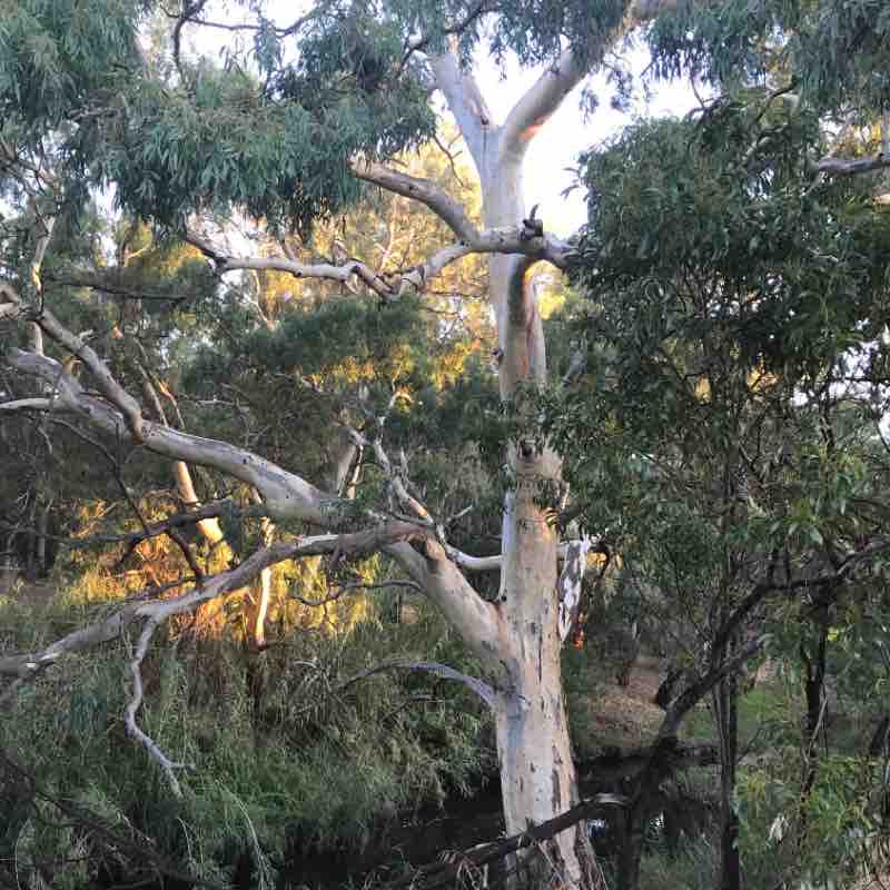 River Torrens Linear Park walking route map in Campbelltown