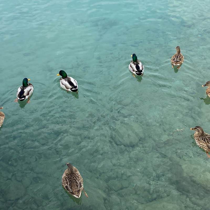 Passeggiata da Castelnuovo a Lazise