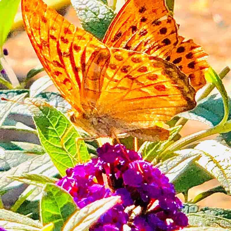 Bords de l’Hers Bruguières Castelginest