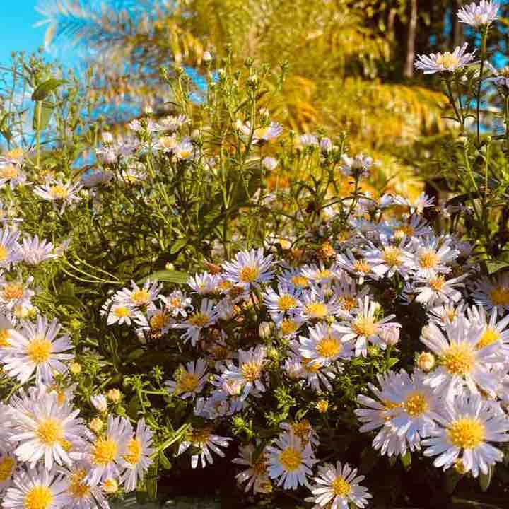 Perdana Botanical Park