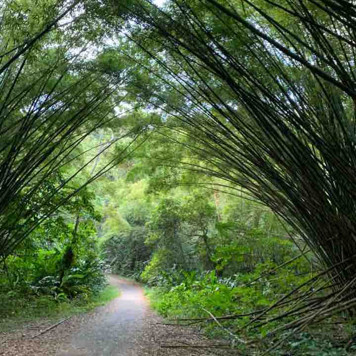 Bamboo Cathedral Trail