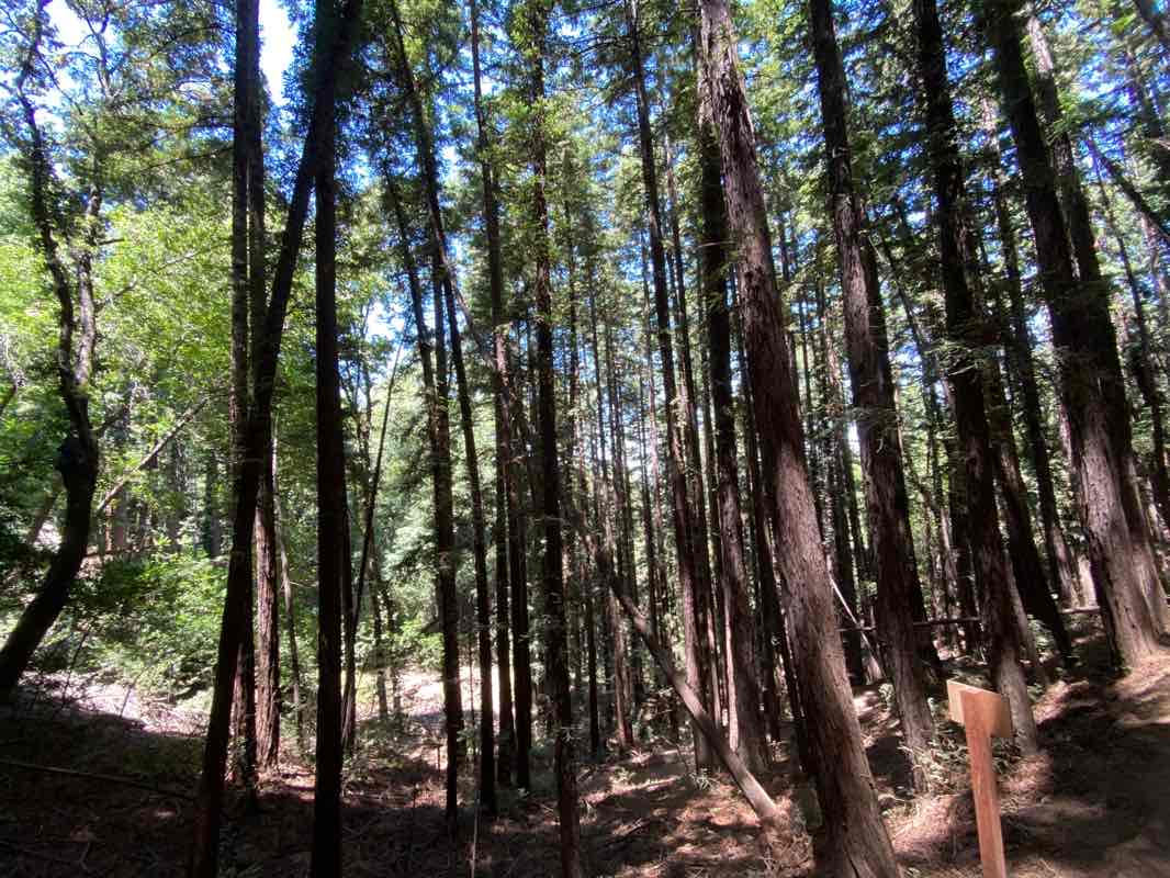 walking near me in Villa Montalvo County Park in winter