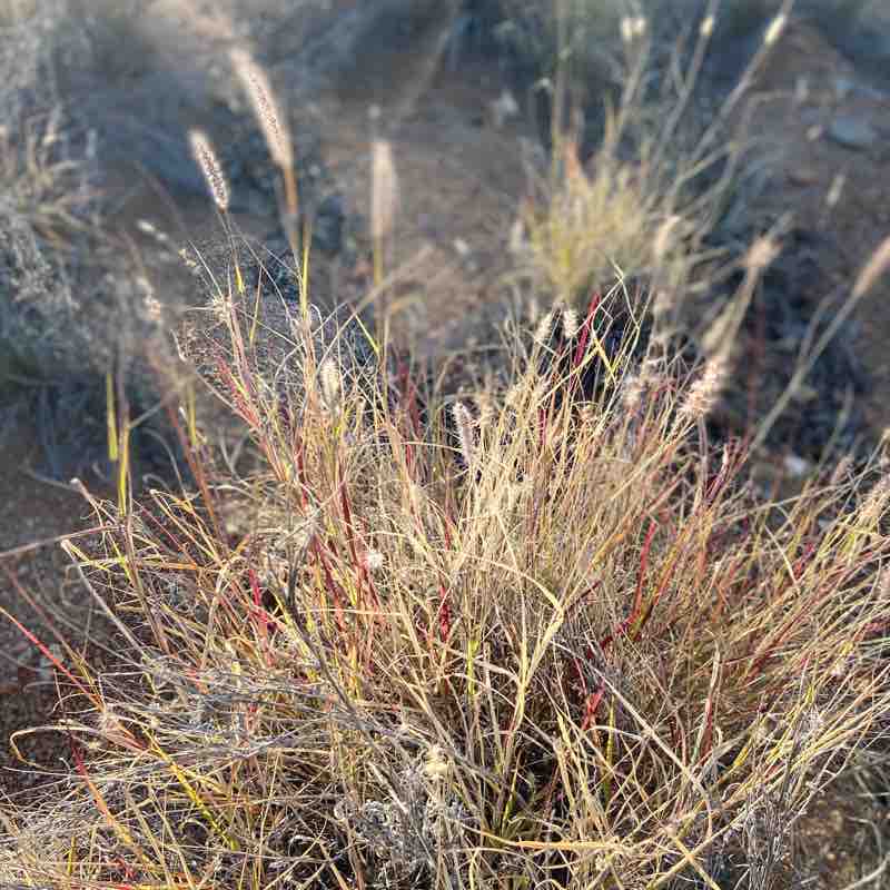 Desert Park Walk