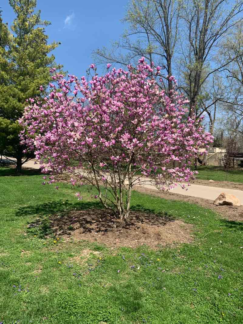 walking near me in Blue Heron Park in winter