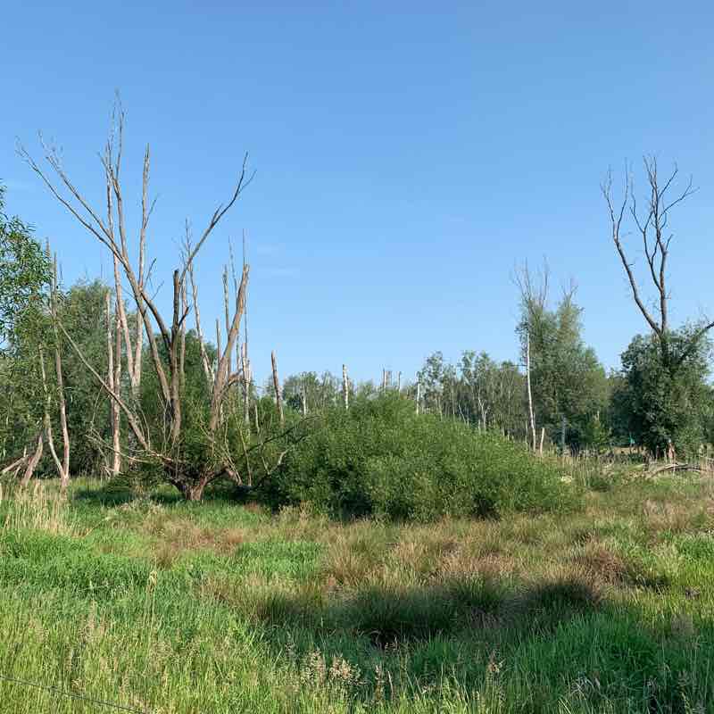 Lonely calm dogs Round Spreeaue walking route map in Cottbus
