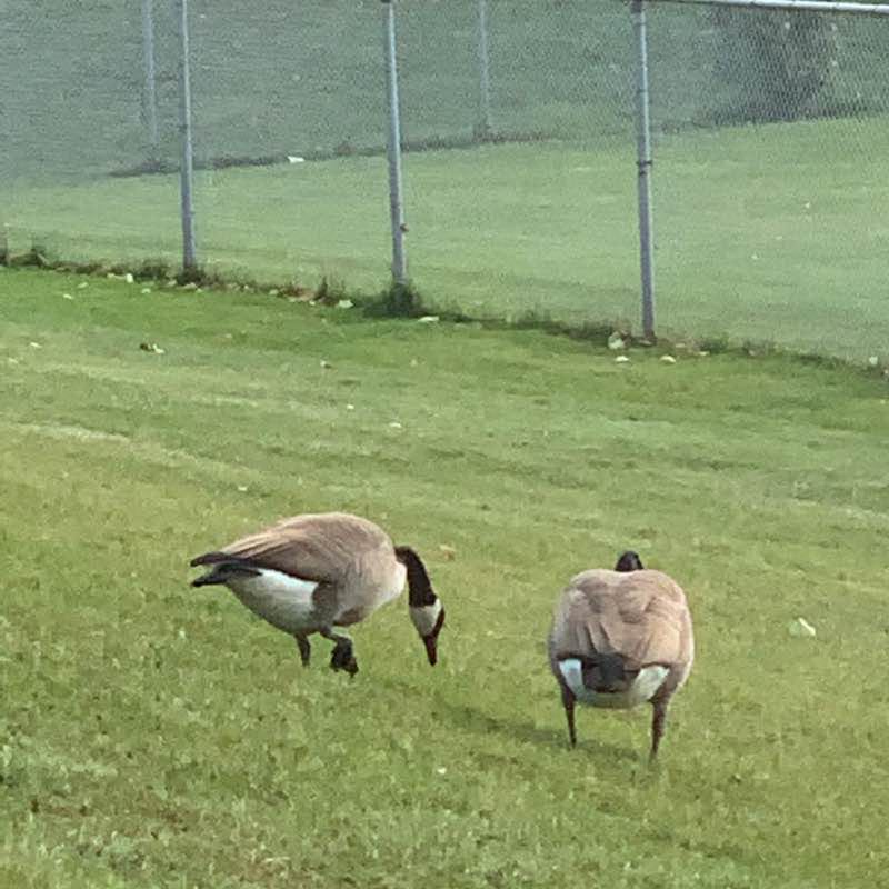 Steel -barthurst-clark - dufferein