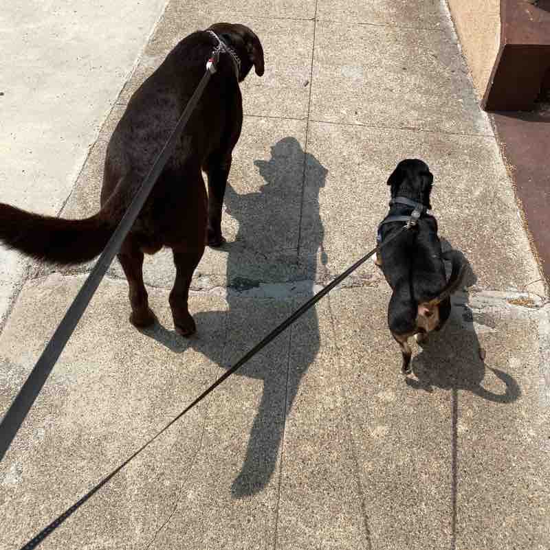 Beau and Piper Wed Sep 16