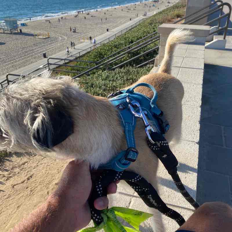 Ringo Sat 6:00 PM Jul 18