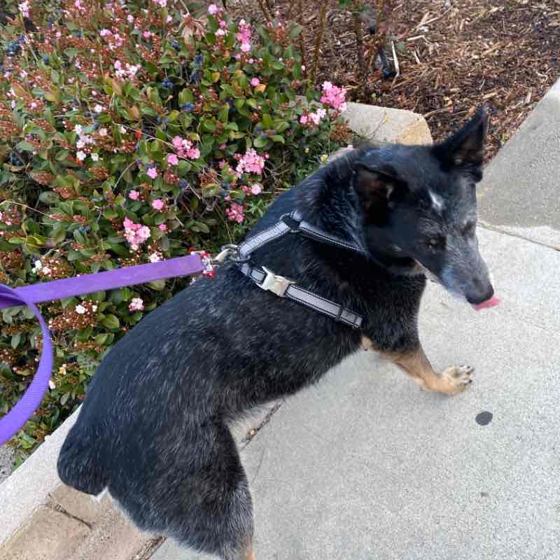 Charlie Thu AM Mar 25