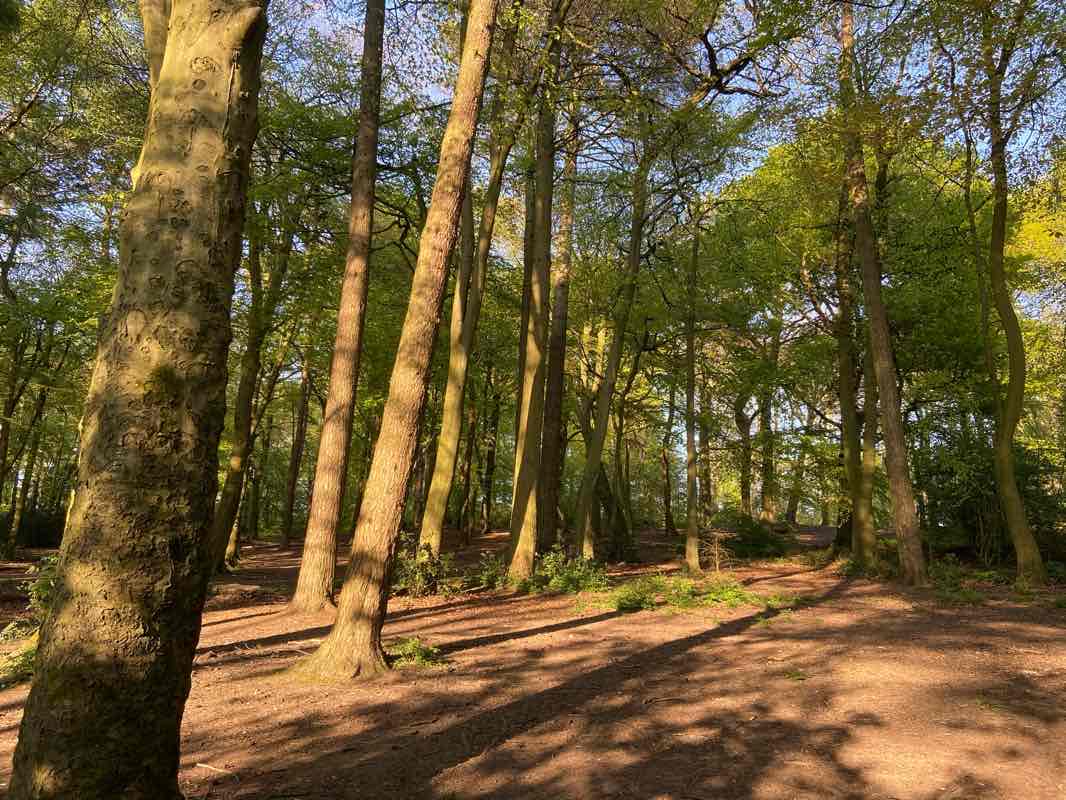 walking near me in Lightwoods Park in winter