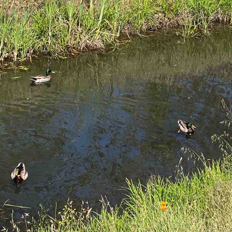 Stone creek Mather trails