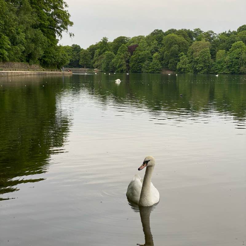 Roundhay park