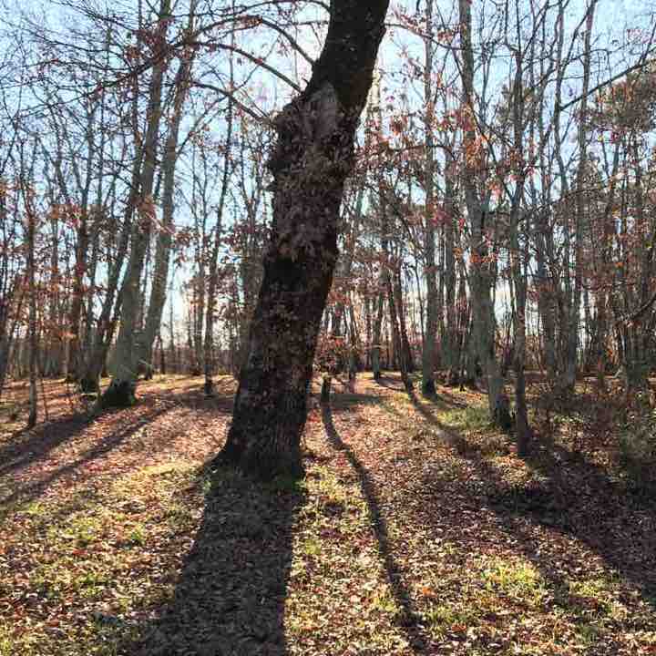 Bosco di Villa Barberino
