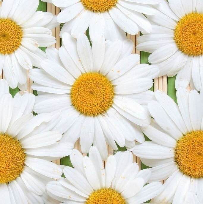 Take a walk on the wild side