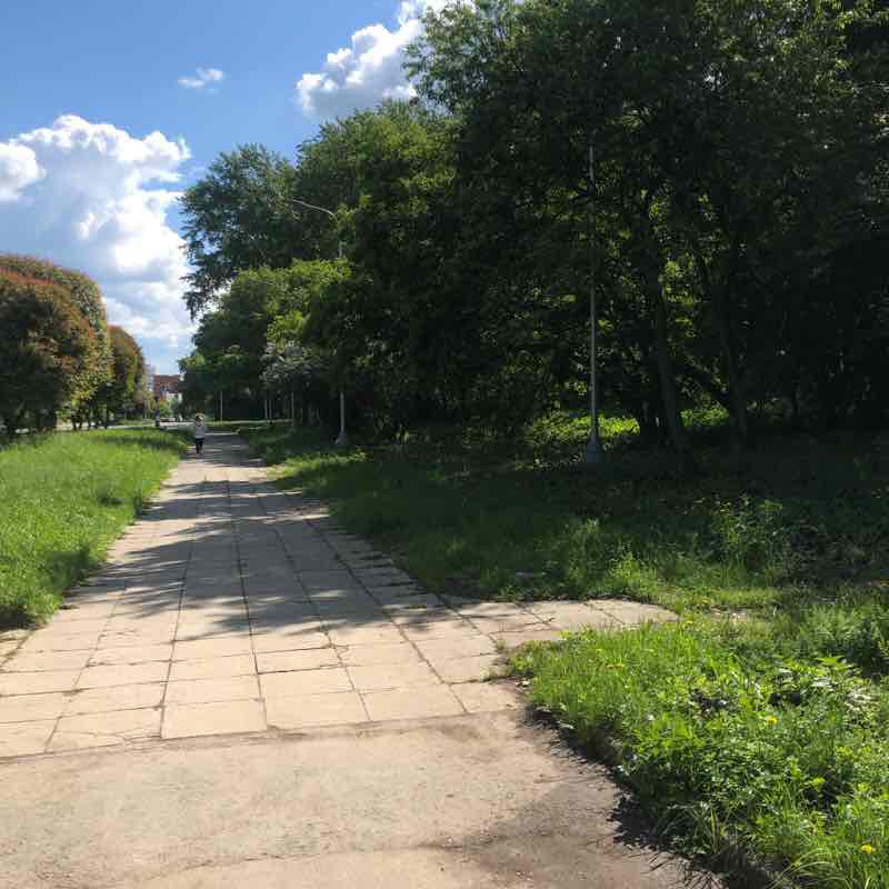 Зеленая роща