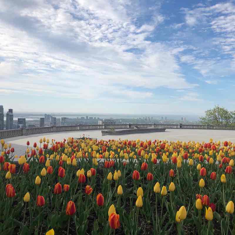Mount Royal longest loop trail