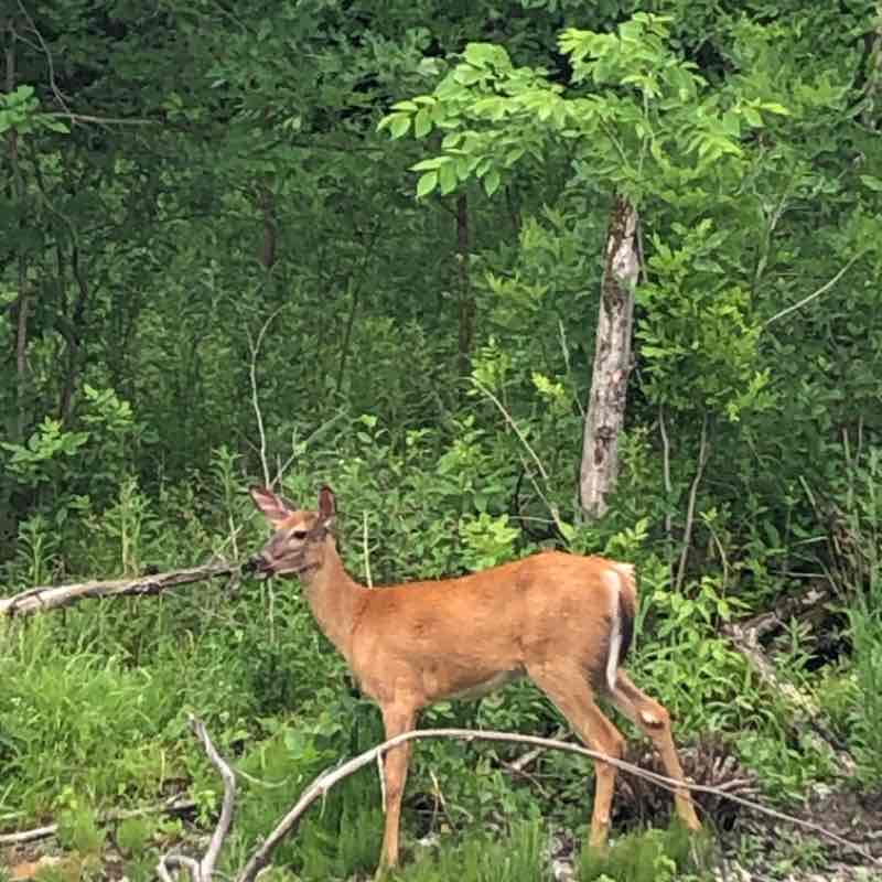 Circuit du cheval blanc