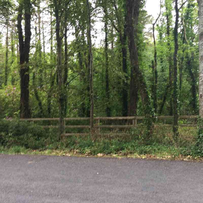 3km Kilrush woods run