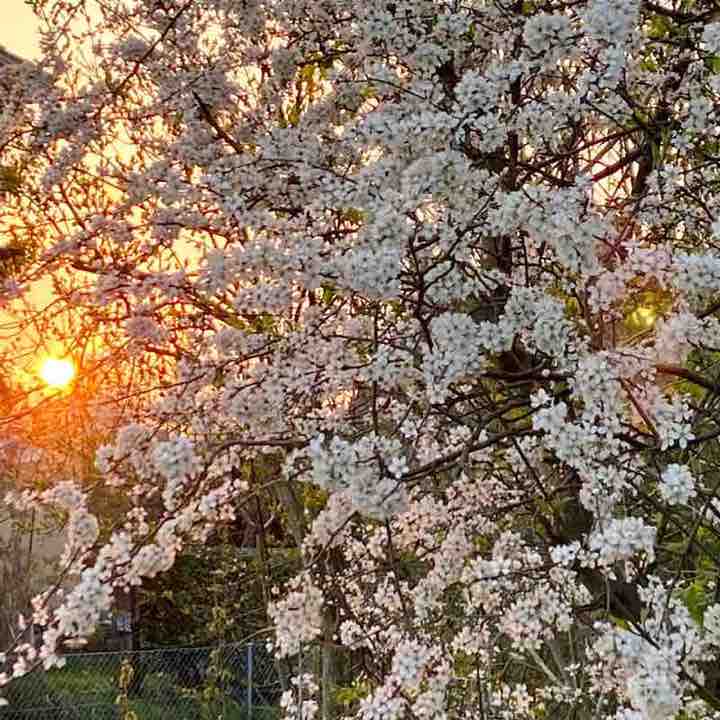 Frühling Morgen Tour um Amriswil