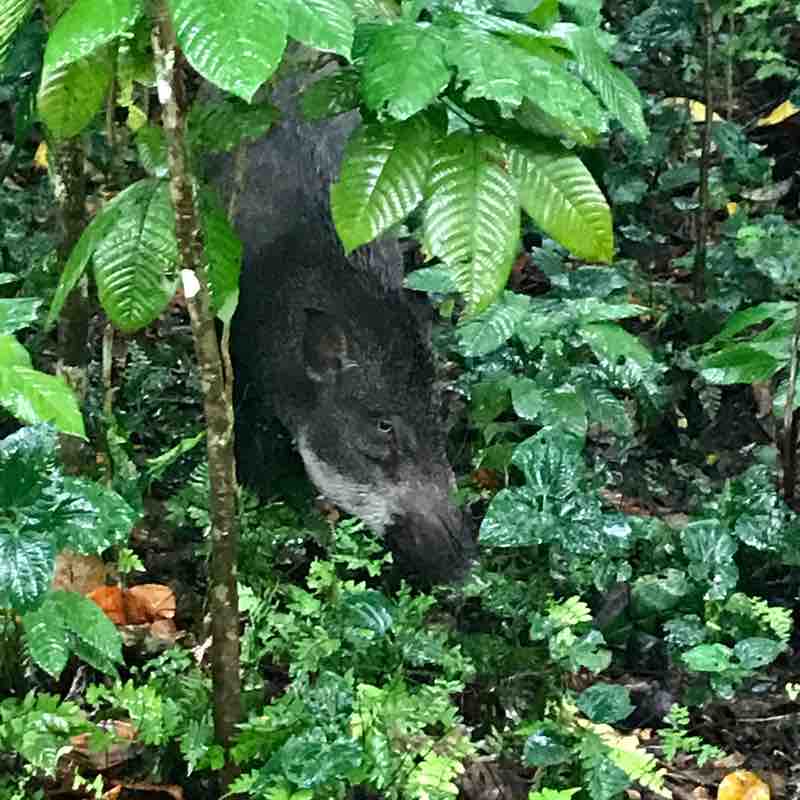 Chestnut rainy day hike