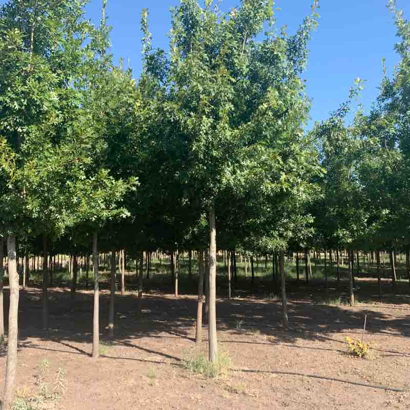 Andador Parque Los Encinos - Presa Chihuahua