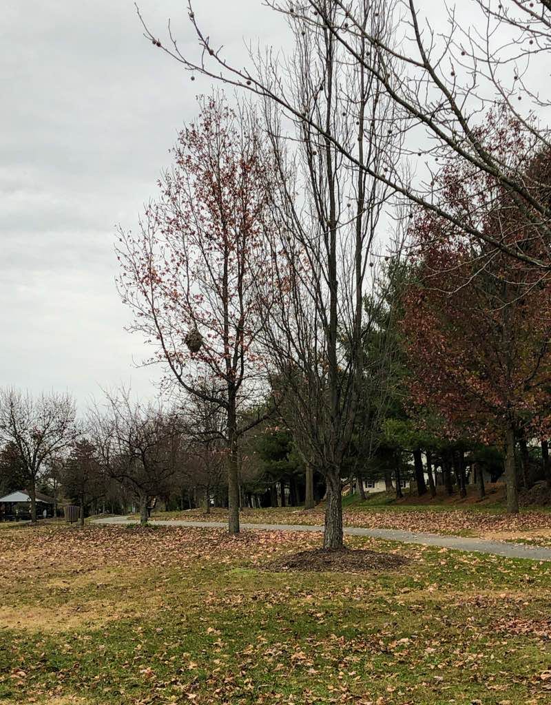 walking near me in Lions Lake Park in winter