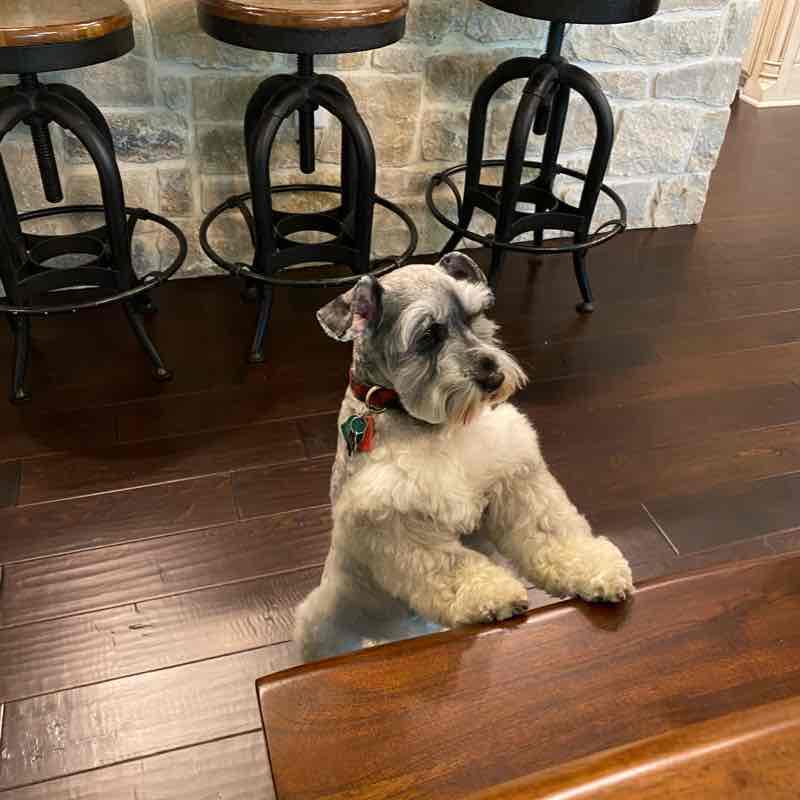 Short Walk with the puppy