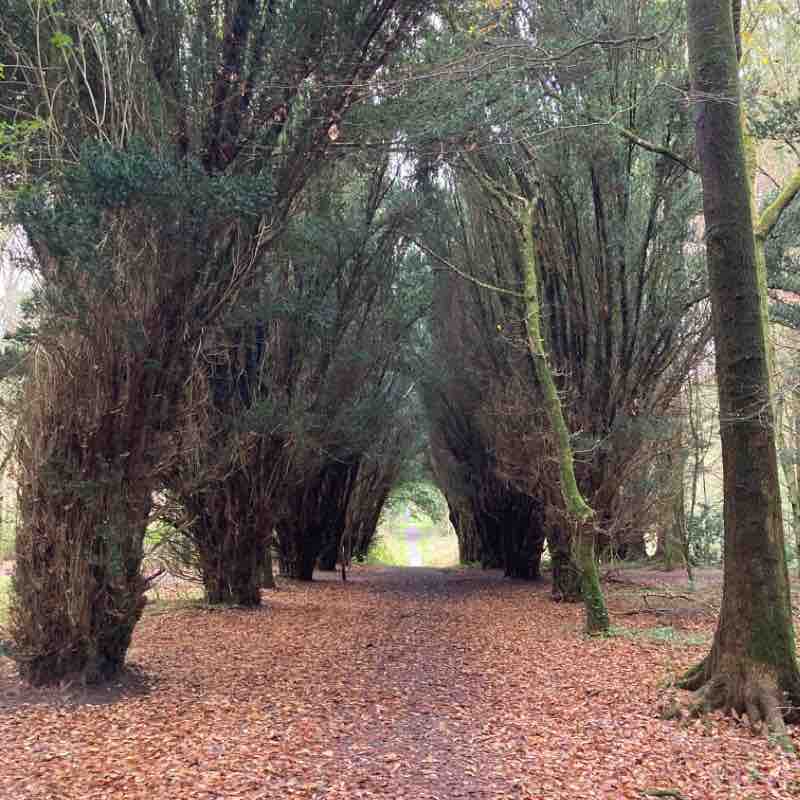 Rossmore forest park