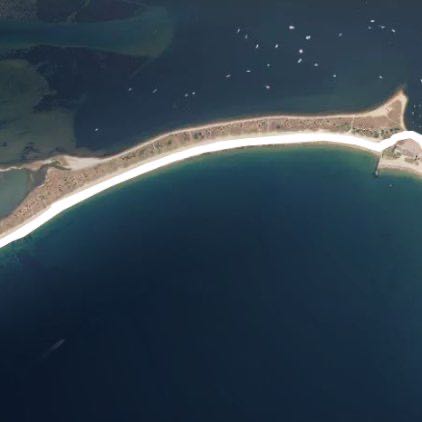 Napa tree Front side.