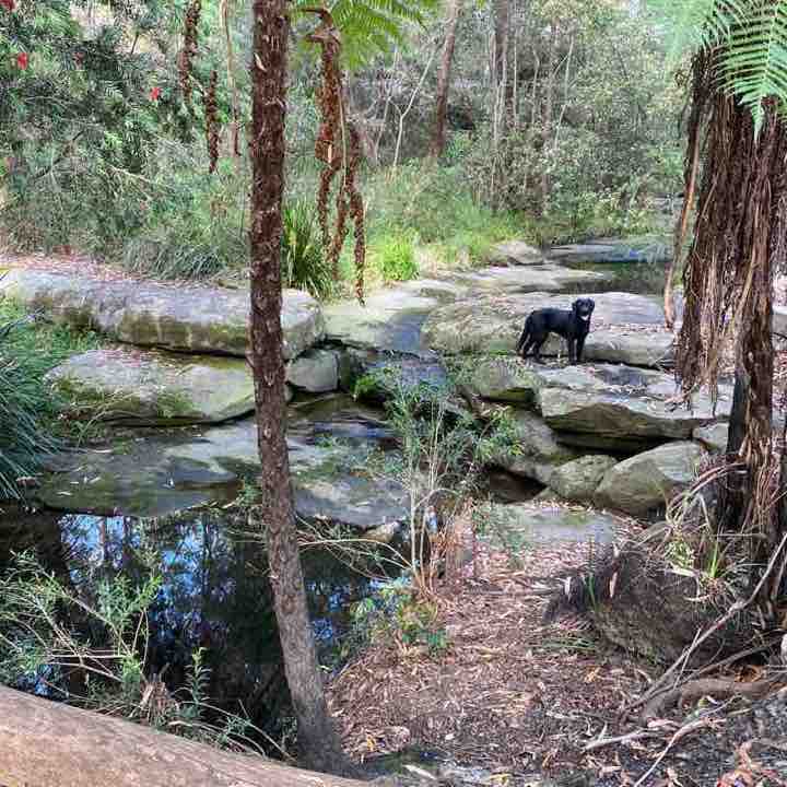 Knightsbridge circuit