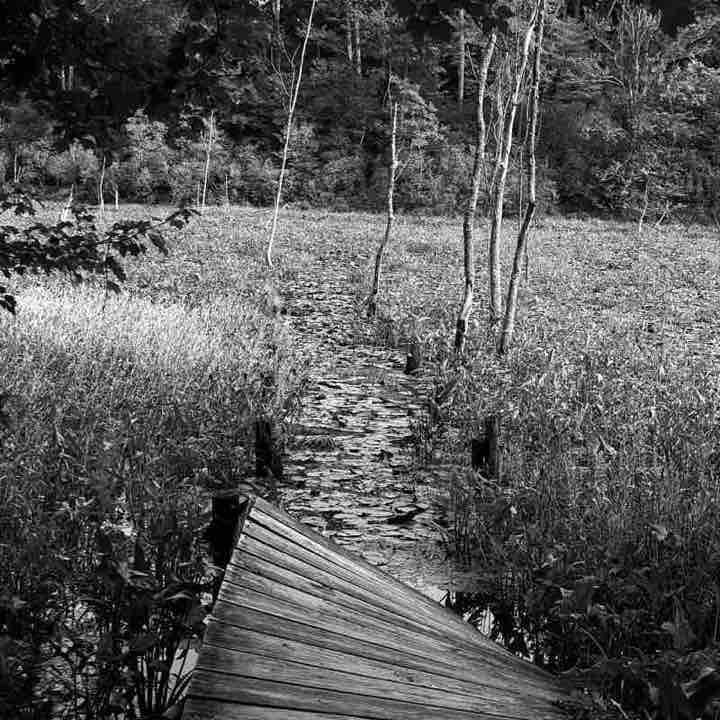 Calvert Cliffs State Park