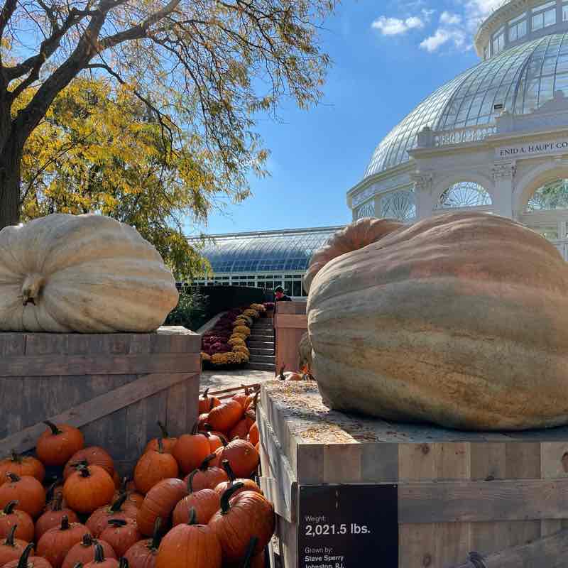 Pumpkin 🎃 Patch Walk