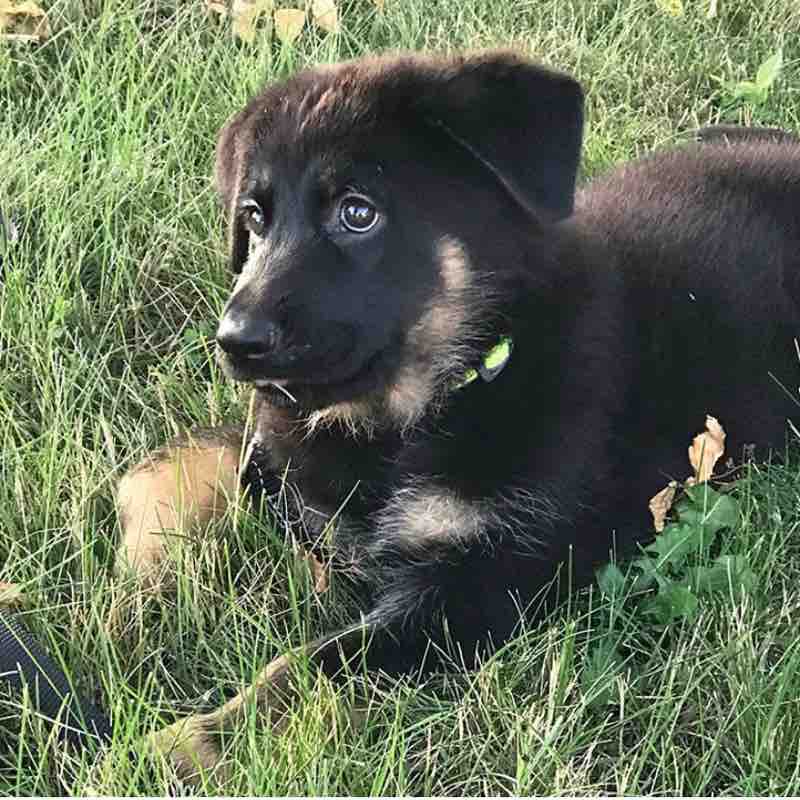 Allancroft school walk