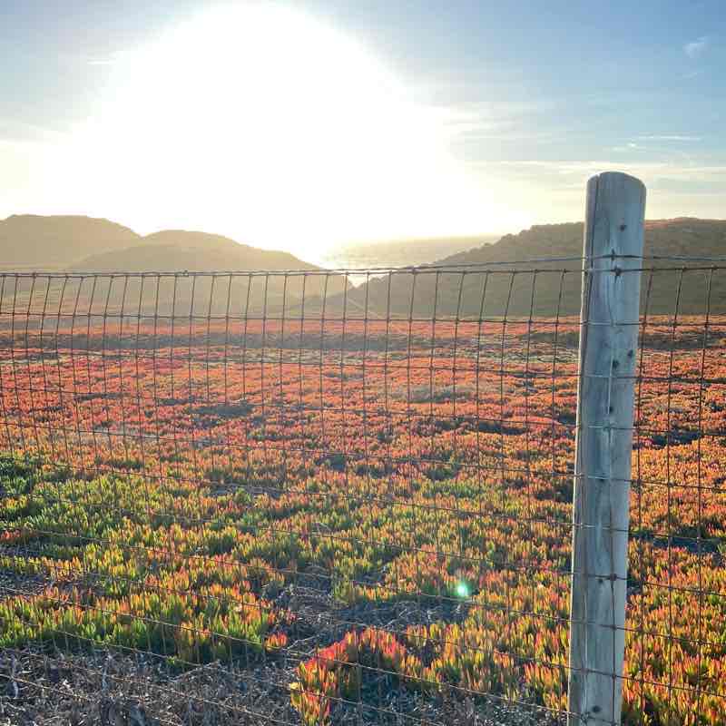 Fort Ord sanctuary walk