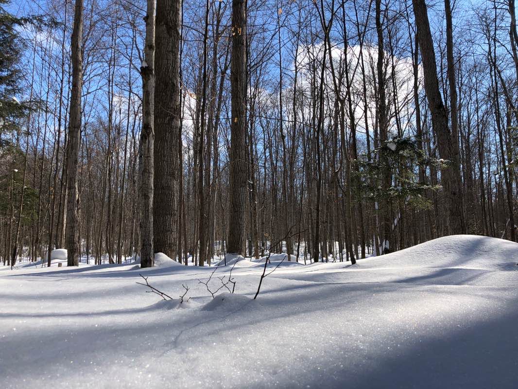 walking near me in Morris Tract Provincial Park in winter