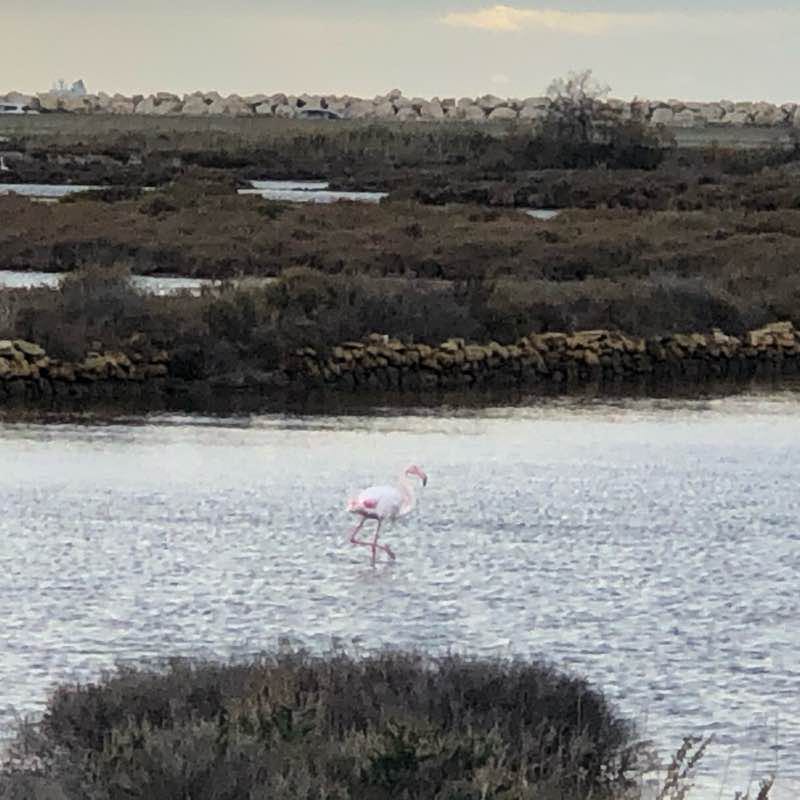Tour de l’étang de l’Estomac à FOS sud Mer