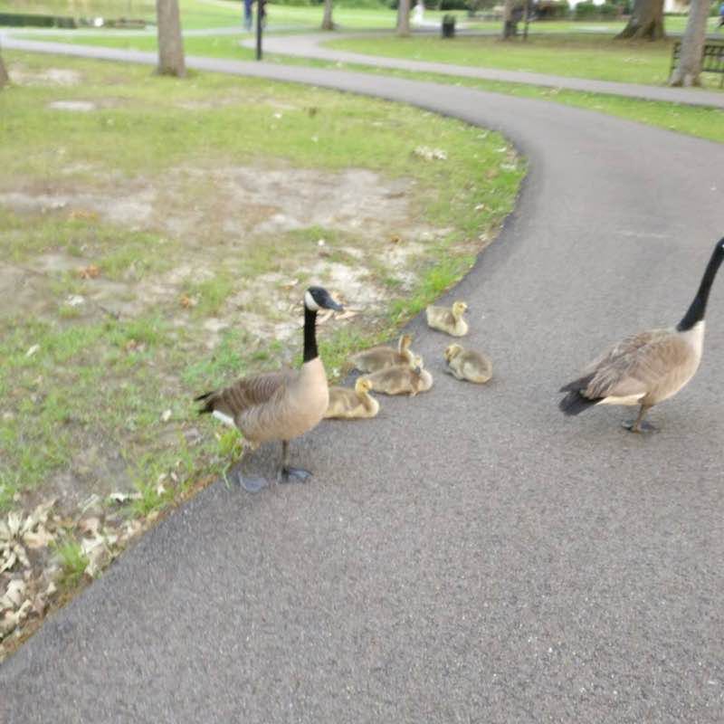 Strawberry Patch Park