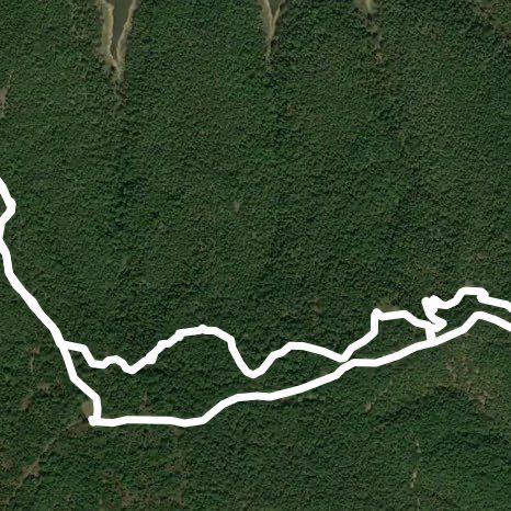 Keystone Ancient Forest. Frank Trail to Fire Road