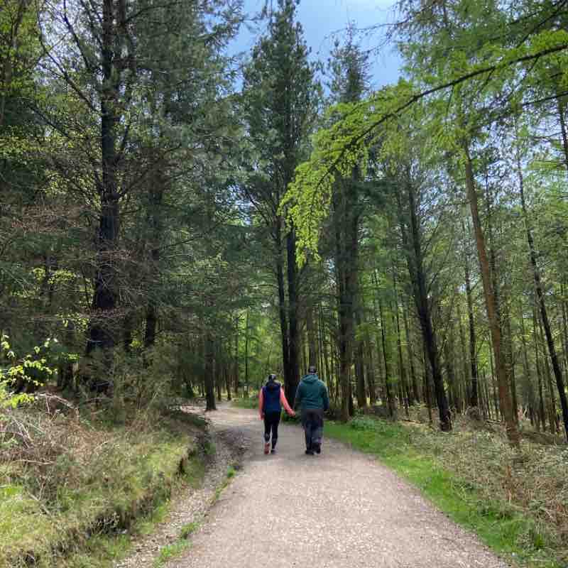 Haldon forest discovery trail