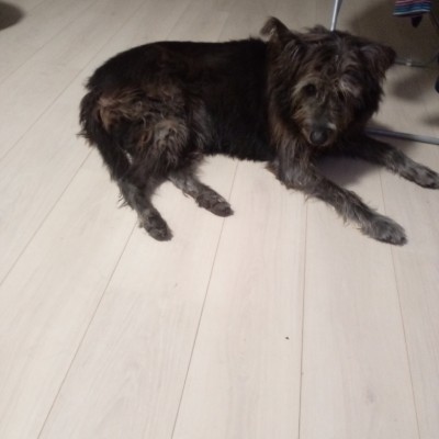 Lilli\'s walker post 2