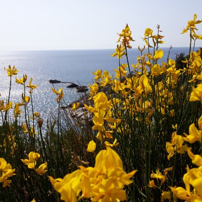 Sonia🦉🐶 post 1