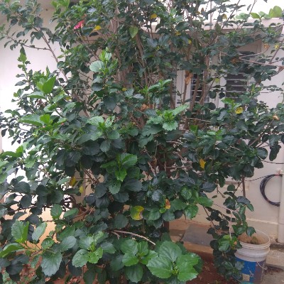 The World 🌎 DODDAIAH . E ಬೆಂಗಳೂರು post image