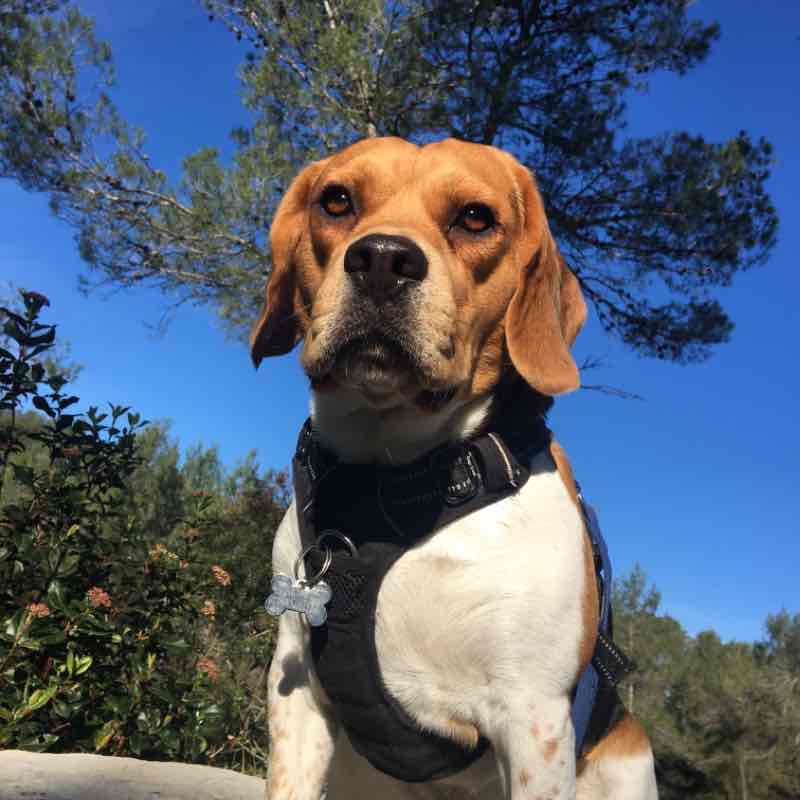 Restinclieres Saturday morning walking route map in Saint-Vincent-de-Barbeyrargues