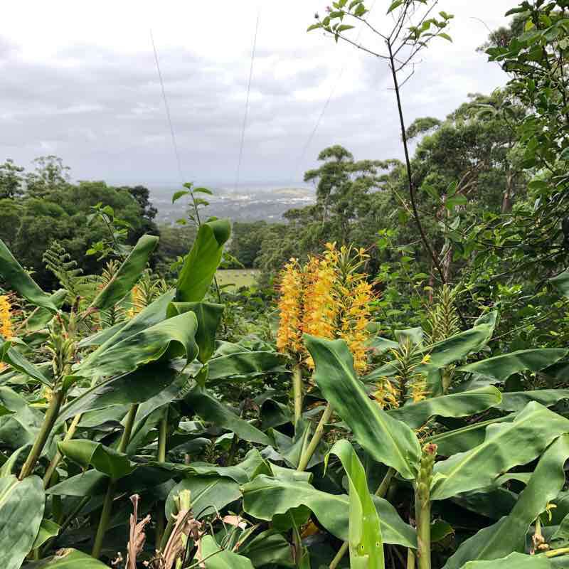 Ring Track Mt Keira walking route map in Mount Keira