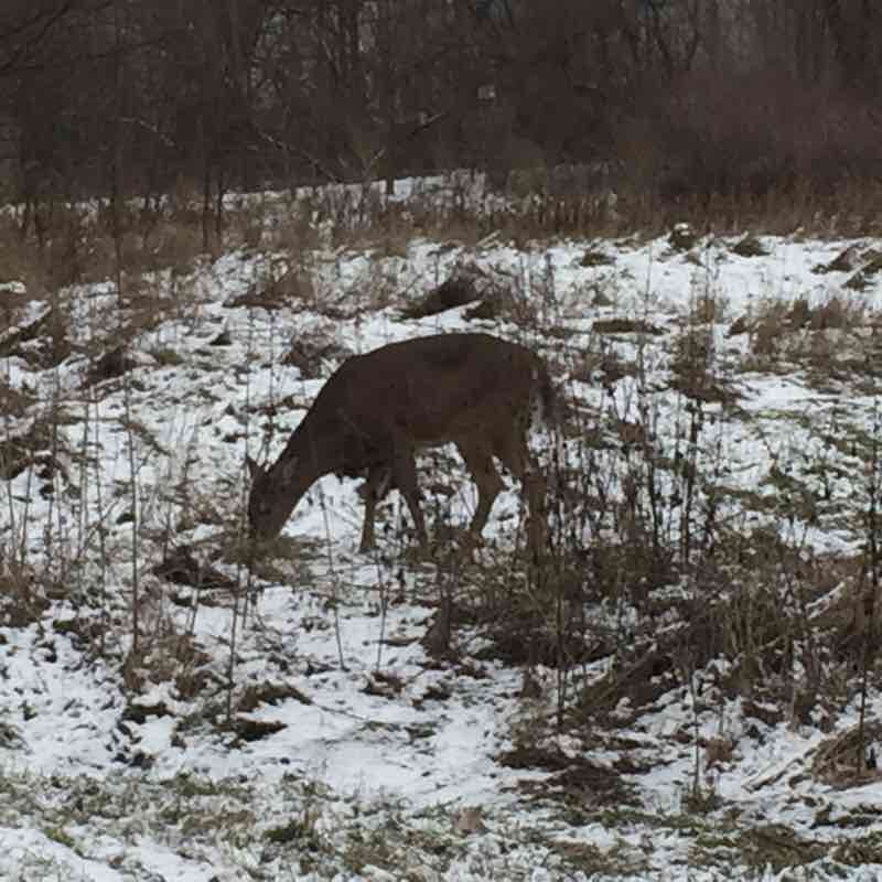 Grand river trail walking route map in Brantford