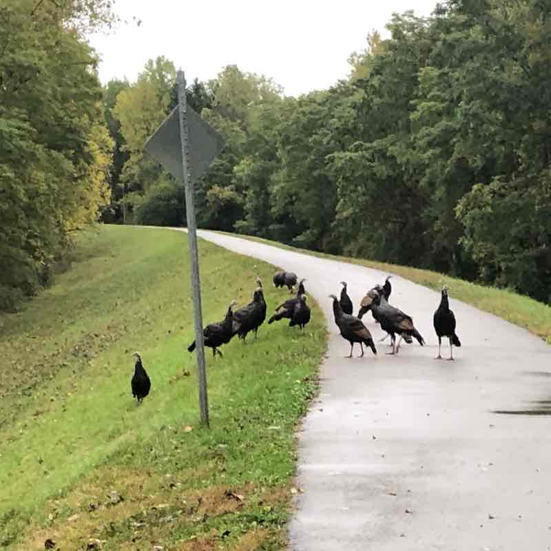 Grand River Brantford walking route map in Brantford