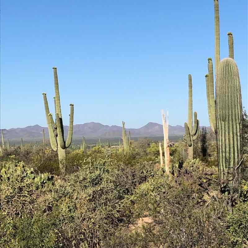 Nature Trail, West Saguaro National Park